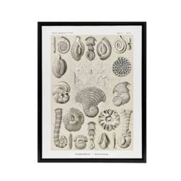 "Artery8 Thalamophora Vintage Marine Life Haeckel Black Framed Canvas Wall Art in Beige - Size: W12"" x H16""" - thumbnail 1