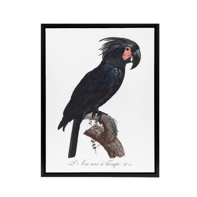 "Artery8 Black Palm Cockatoo Parrot Levaillant Framed Canvas Wall Art Print in White - Size: W24"" x H32""" - image 1