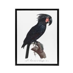 "Artery8 Black Palm Cockatoo Parrot Levaillant Framed Canvas Wall Art Print in White - Size: W24"" x H32""" - thumbnail 1