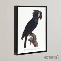 "Artery8 Black Palm Cockatoo Parrot Levaillant Framed Canvas Wall Art Print in White - Size: W24"" x H32""" - thumbnail 2
