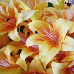 Leaf Pack 12 x 60cm Artificial Lily Stem - Yellow - 144 Flowers - Size: 12 x 60 cm - thumbnail 7
