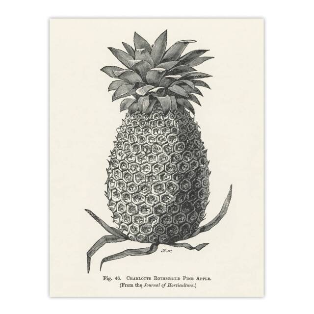 "Artery8 Vintage Black White Pineapple Illustration Wright Wall Art Print - Size: W24"" x H32""" - image 1