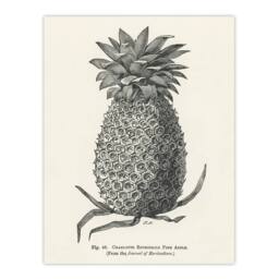 "Artery8 Vintage Black White Pineapple Illustration Wright Wall Art Print - Size: W24"" x H32""" - thumbnail 1