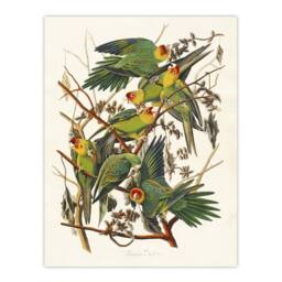 "Artery8 Carolina Parakeet Parrot Audubon Nature Wall Art Print Poster in White - Size: W12"" x H16""" - thumbnail 1
