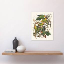 "Artery8 Carolina Parakeet Parrot Audubon Nature Wall Art Print Poster in White - Size: W12"" x H16""" - thumbnail 4