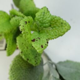 Leaf 125cm Artificial Hanging Trailing Mint Garland Plant in Green - thumbnail 4