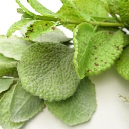 Leaf 125cm Artificial Hanging Trailing Mint Garland Plant in Green - thumbnail 2