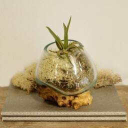 Serenityy Molten Glass on Wood - Small Handcrafted Bowl in Brown - thumbnail 6