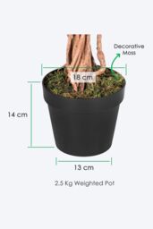 Homescapes Luxury 4ft Ficus Tree Artificial Plant, Real Stem, Black Pot, 120cm in Green - thumbnail 3