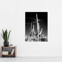 "Artery8 Saguaro Cactus Arizona Carol M Highsmith Wall Art Poster Print in Grey - Size: W12"" x H16""" - thumbnail 4