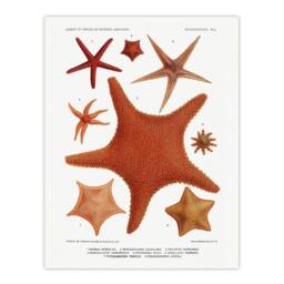 "Artery8 Starfish Varieties Marine Life Albert I Wall Art Poster Print in White - Size: W12"" x H16""" - thumbnail 1