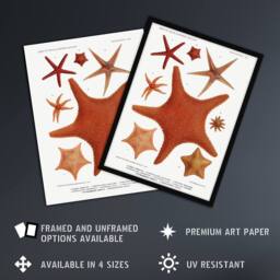 "Artery8 Starfish Varieties Marine Life Albert I Wall Art Poster Print in White - Size: W12"" x H16""" - thumbnail 2