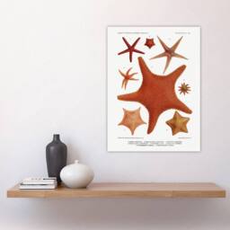 "Artery8 Starfish Varieties Marine Life Albert I Wall Art Poster Print in White - Size: W12"" x H16""" - thumbnail 4