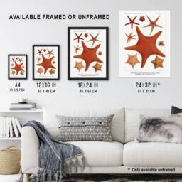 "Artery8 Starfish Varieties Marine Life Albert I Wall Art Poster Print in White - Size: W12"" x H16""" - thumbnail 3