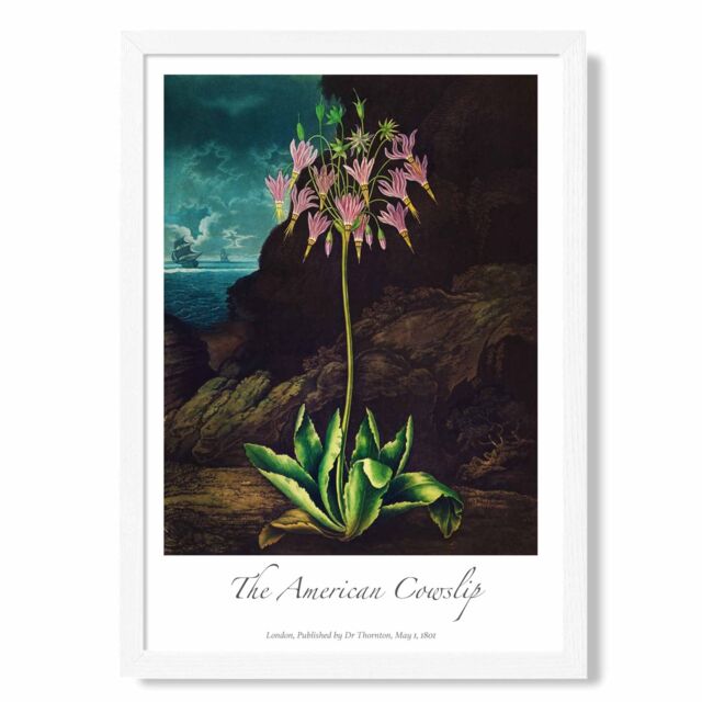 ARTZE Vintage Floral Exhibition - Cowslip Plant Framed Print SIZE: A3 with White Frame in Pink - Size: A4 - image 1