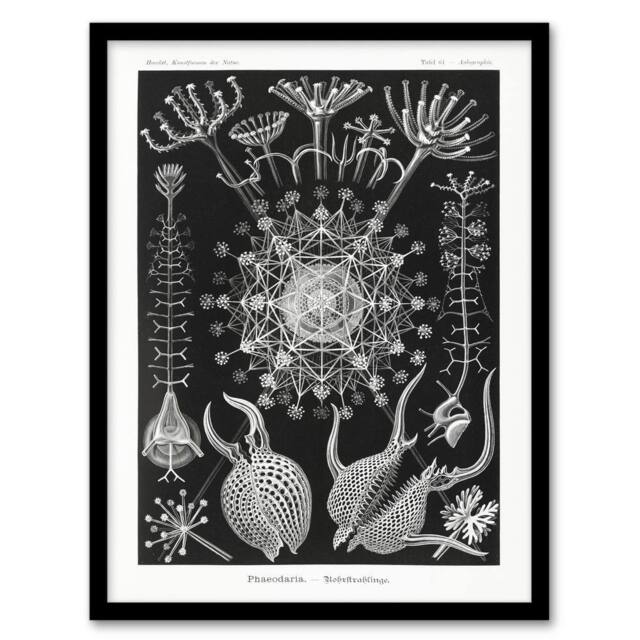 Artery8 Phaeodaria Marine Life Haeckel Botanical Framed Wall Art Print in Black - Size: A4 - image 1