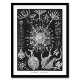 Artery8 Phaeodaria Marine Life Haeckel Botanical Framed Wall Art Print in Black - Size: A4 - thumbnail 1