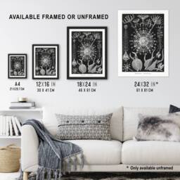Artery8 Phaeodaria Marine Life Haeckel Botanical Framed Wall Art Print in Black - Size: A4 - thumbnail 3