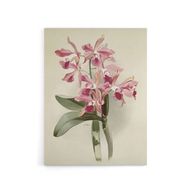 "Artery8 Frederick Sander Cattleya Elegans Orchid Flowers Canvas Wall Art Print in White - Size: W12"" x H16""" - image 1