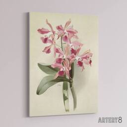 "Artery8 Frederick Sander Cattleya Elegans Orchid Flowers Canvas Wall Art Print in White - Size: W12"" x H16""" - thumbnail 2