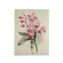"Artery8 Frederick Sander Cattleya Elegans Orchid Flowers Canvas Wall Art Print in White - Size: W12"" x H16""" - thumbnail 1