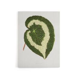 "Artery8 AF Lydon Benjamin Fawcett Begonia Red Leaf Canvas Wall Art Print in White - Size: W12"" x H16""" - thumbnail 1