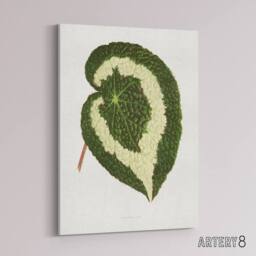 "Artery8 AF Lydon Benjamin Fawcett Begonia Red Leaf Canvas Wall Art Print in White - Size: W12"" x H16""" - thumbnail 2