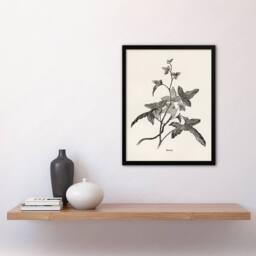 Artery8 Vintage Botanical Minima Ivy Shirley Hibberd Framed Wall Art Print in White - Size: A4 - thumbnail 2