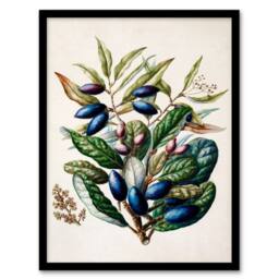 Artery8 Sarah Featon Framed Wall Art Print New Zealand Taraire Fruit Branch in Beige - Size: A4 - thumbnail 1