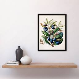 Artery8 Sarah Featon Framed Wall Art Print New Zealand Taraire Fruit Branch in Beige - Size: A4 - thumbnail 2