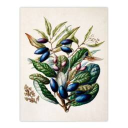 Artery8 Sarah Featon Framed Wall Art Print New Zealand Taraire Fruit Branch in Beige - Size: A4 - thumbnail 3
