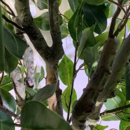 Leaf 100cm Realistic Artificial Ficus Tree / Plant Bush Ficus Multicolour Planter in Green - thumbnail 5