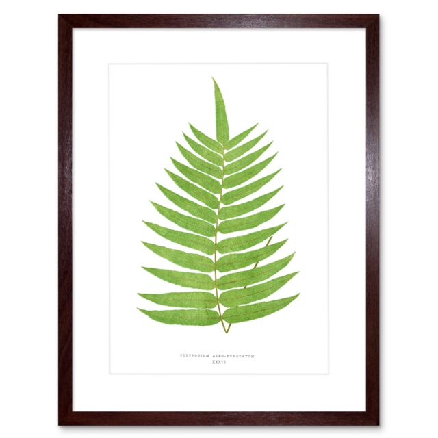 "Artery8 Wall Art Print Fern Polypodium Albo Punctatum Art Framed 9x7 inch in Brown - Size: W7"" x H9""" - image 1