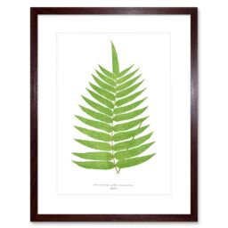 "Artery8 Wall Art Print Fern Polypodium Albo Punctatum Art Framed 9x7 inch in Brown - Size: W7"" x H9""" - thumbnail 1
