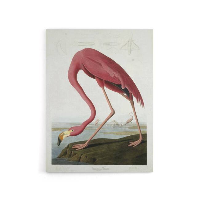 "Artery8 Audubon American Flamingo in Coastal Landscape Canvas Wall Art Print in Pink - Size: W18"" x H24""" - image 1