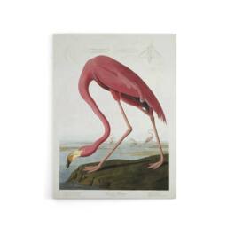 "Artery8 Audubon American Flamingo in Coastal Landscape Canvas Wall Art Print in Pink - Size: W18"" x H24""" - thumbnail 1