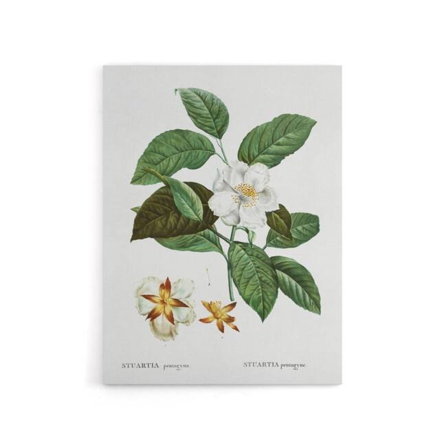 "Artery8 Mountain Camellia Flower Redoute Vintage Canvas Wall Art in White - Size: W24"" x H32""" - image 1