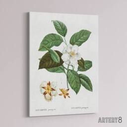 "Artery8 Mountain Camellia Flower Redoute Vintage Canvas Wall Art in White - Size: W24"" x H32""" - thumbnail 2