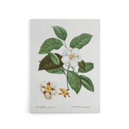 "Artery8 Mountain Camellia Flower Redoute Vintage Canvas Wall Art in White - Size: W24"" x H32""" - thumbnail 1