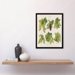 Artery8 Peas Kitchen Vintage Botanical Ernst Benary Framed Wall Art Print in White - Size: A4 - thumbnail 4