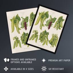 Artery8 Peas Kitchen Vintage Botanical Ernst Benary Framed Wall Art Print in White - Size: A4 - thumbnail 2