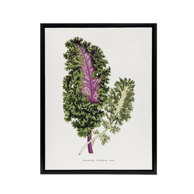 "Artery8 AF Lydon Benjamin Fawcett Green Wild Cabbage Leaf Framed Canvas Art in White - Size: W12"" x H16""" - image 1