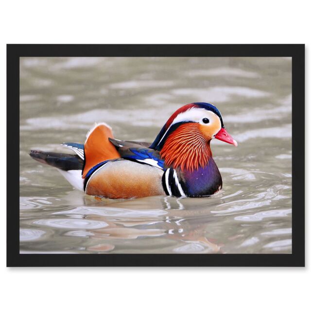 Artery8 Animal Photo Bird Male Mandarin Duck Artwork Framed Wall Art Print A4 in Black - image 1