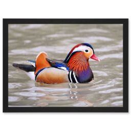 Artery8 Animal Photo Bird Male Mandarin Duck Artwork Framed Wall Art Print A4 in Black - thumbnail 1