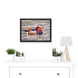 Artery8 Animal Photo Bird Male Mandarin Duck Artwork Framed Wall Art Print A4 in Black - thumbnail 2