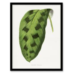 Artery8 AF Lydon Benjamin Fawcett Maranta Pardina Leaf Framed Wall Art Print in White - Size: A4 - thumbnail 1
