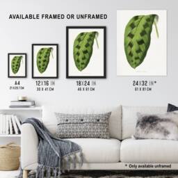 Artery8 AF Lydon Benjamin Fawcett Maranta Pardina Leaf Framed Wall Art Print in White - Size: A4 - thumbnail 3