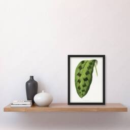 Artery8 AF Lydon Benjamin Fawcett Maranta Pardina Leaf Framed Wall Art Print in White - Size: A4 - thumbnail 4