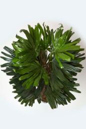 Homescapes Artificial Rhapis Excelsa Palm Tree, 120 cm Tall in Green - thumbnail 2