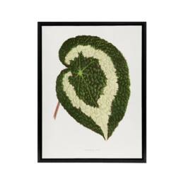 "Artery8 AF Lydon Benjamin Fawcett Begonia Red Leaf Framed Canvas Art Print in White - Size: W12"" x H16""" - thumbnail 1